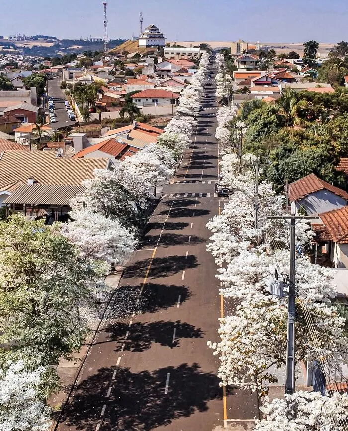 A long, straight street lined with blooming white trees, an entertaining view from above