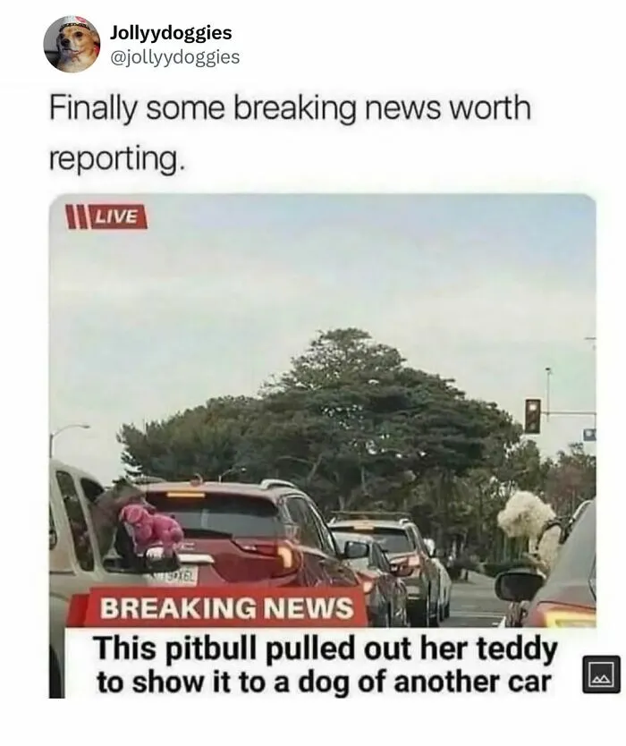 Dog memes depicting a pitbull in a car showing a pink teddy bear to a dog in another car during traffic