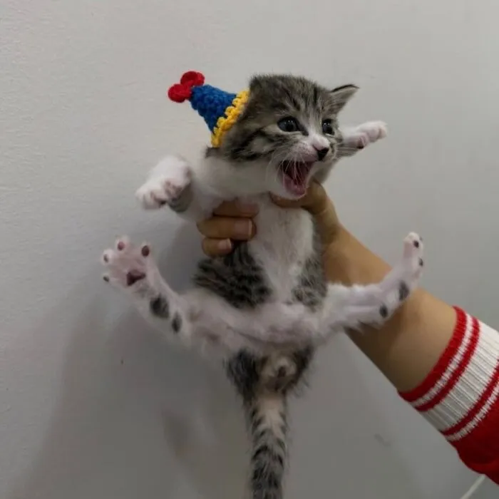 A tiny striped kitten wearing a little party hat holding its legs out in purr-fectly timed cat pics.