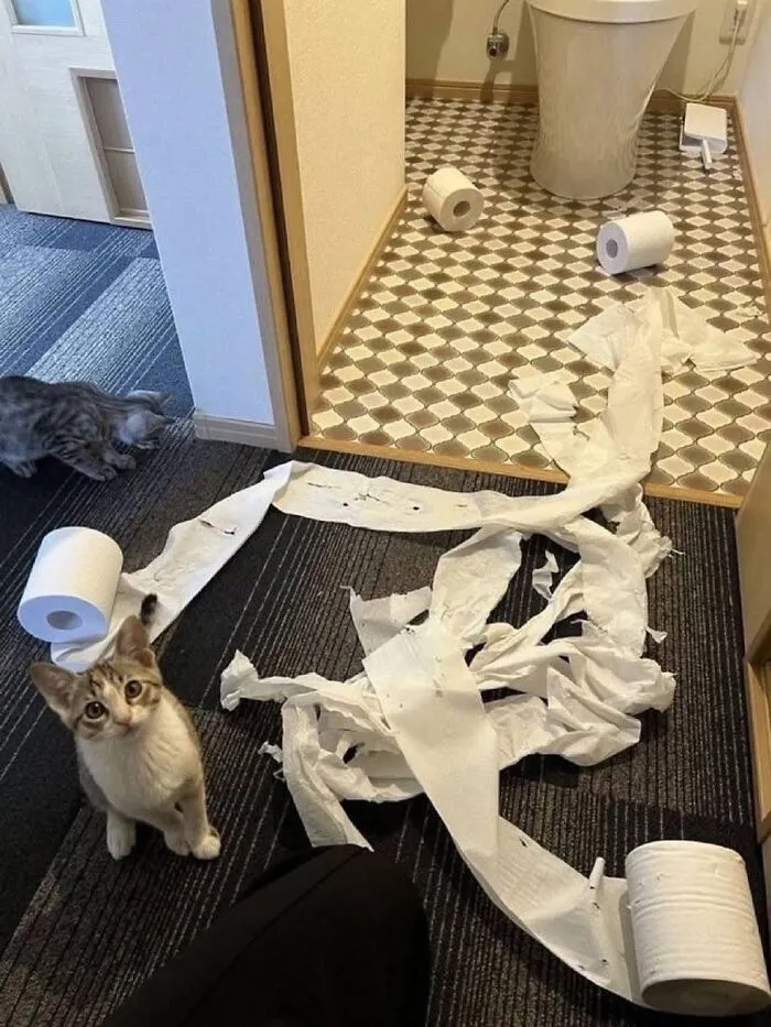 Naughty kitten looking up after playing with unrolled toilet paper rolls for perfectly timed cat pics.