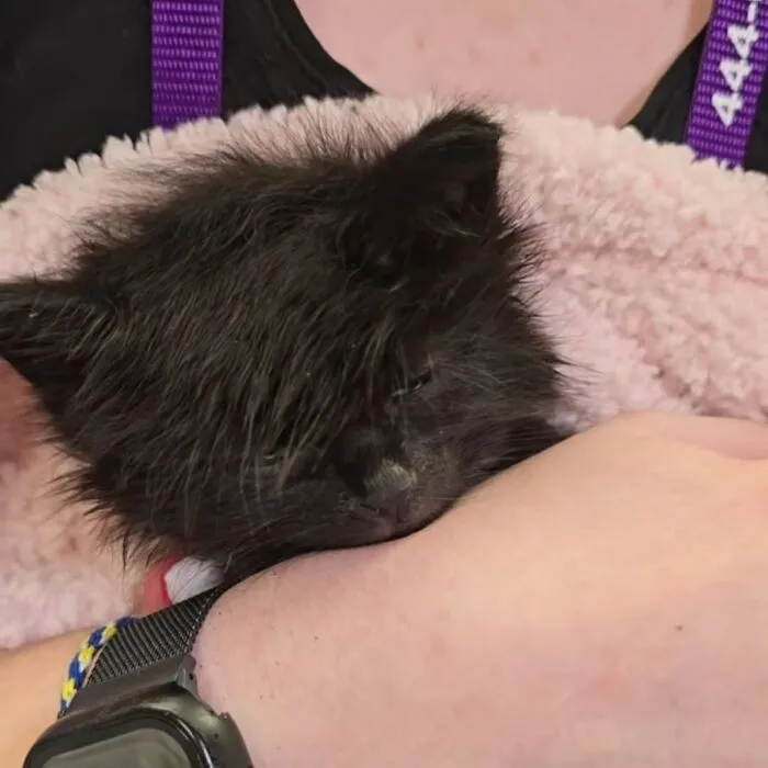Fluffy black kitten snuggled in a blanket for perfectly timed cat pics.