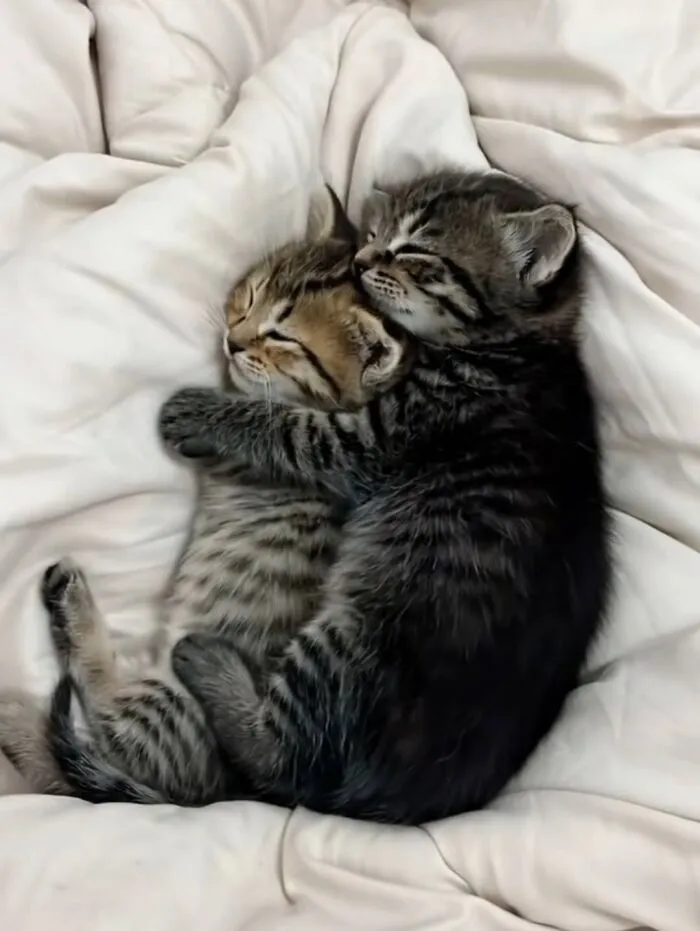 Two tiny tabby kittens sleeping while hugging each other for perfectly timed cat pics.