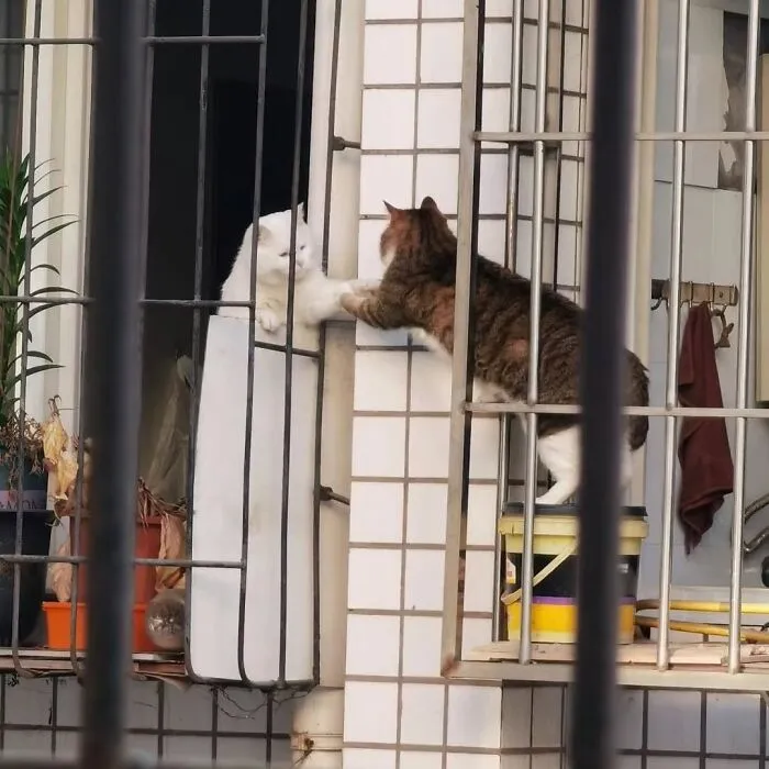 Two cats reaching out to touch paws between adjacent balcony windows.