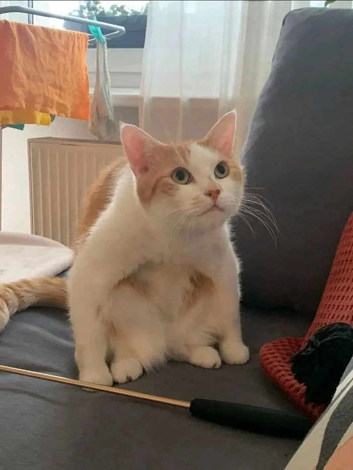 Cute ginger and white cat sitting awkwardly in one of these cat pics