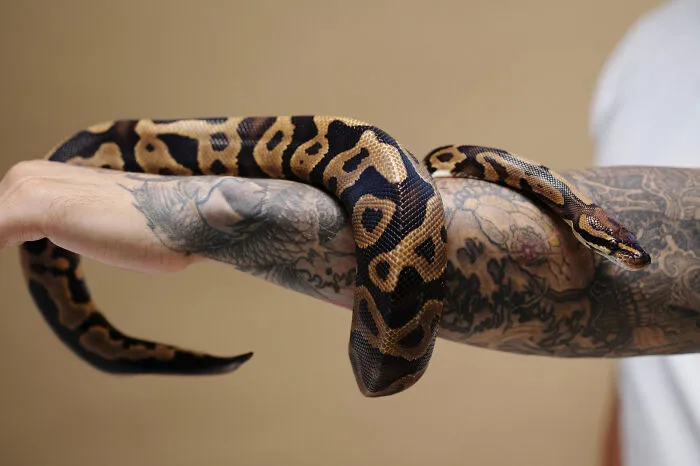 Healthcare workers holding a ball python on a tattooed arm