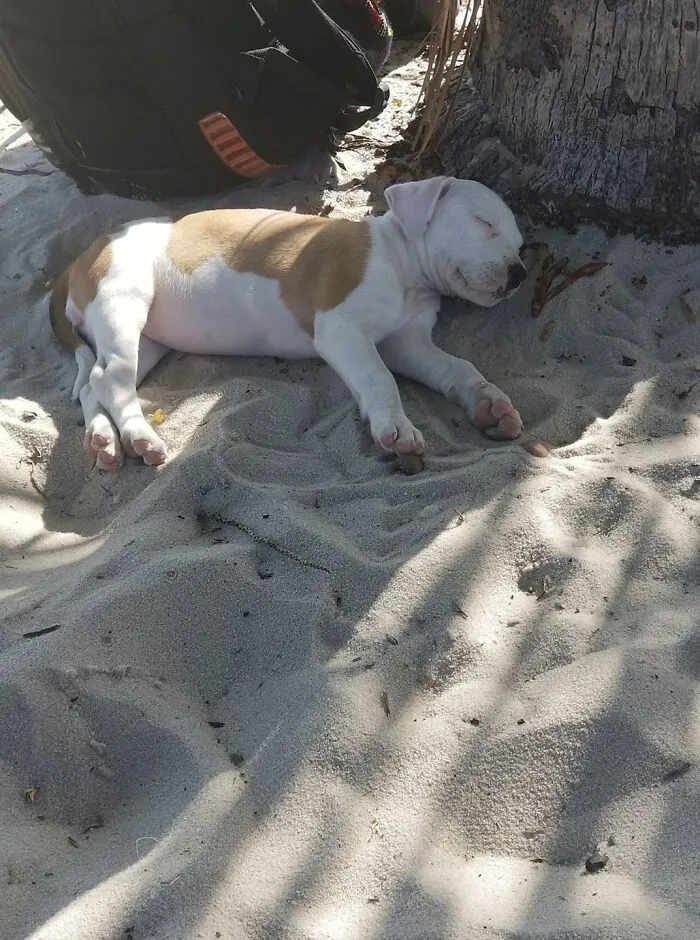 A peaceful white and brown sleeping puppy resting on the warm sand under a palm tree shadow.