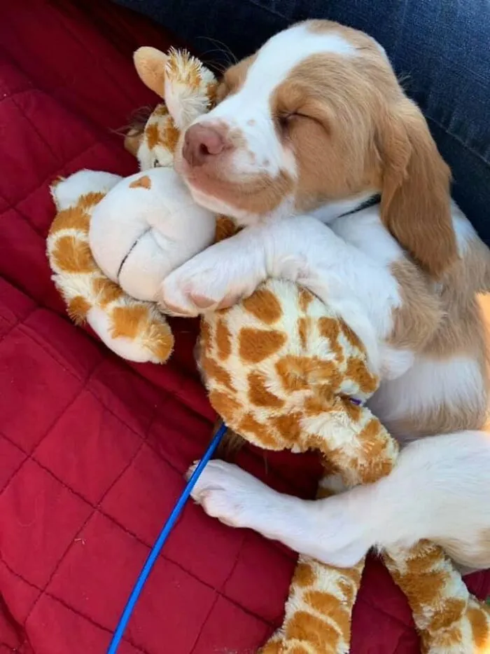 An adorable sleeping puppy cuddling tightly with a plush giraffe toy on a red blanket.