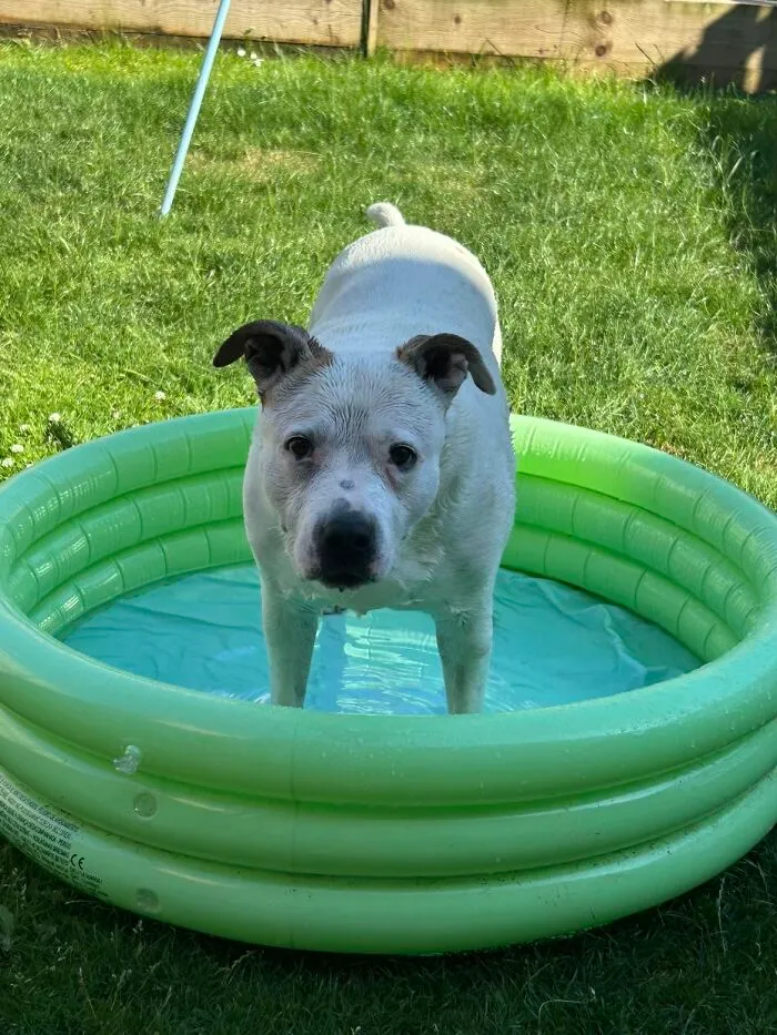 White dog standing in a green pool sharing life stories with pets