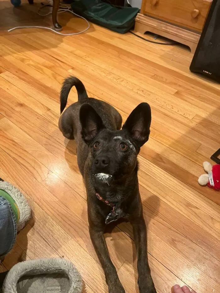 Brindle dog with white cream on face lying on wooden floor indoors