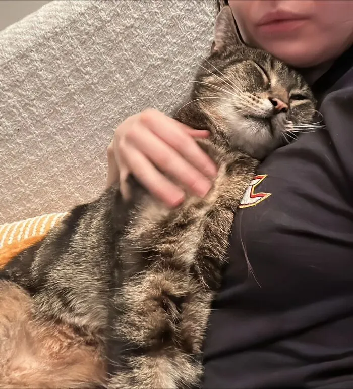 A happy tabby cat cuddled up in its owner’s arms sharing life stories together