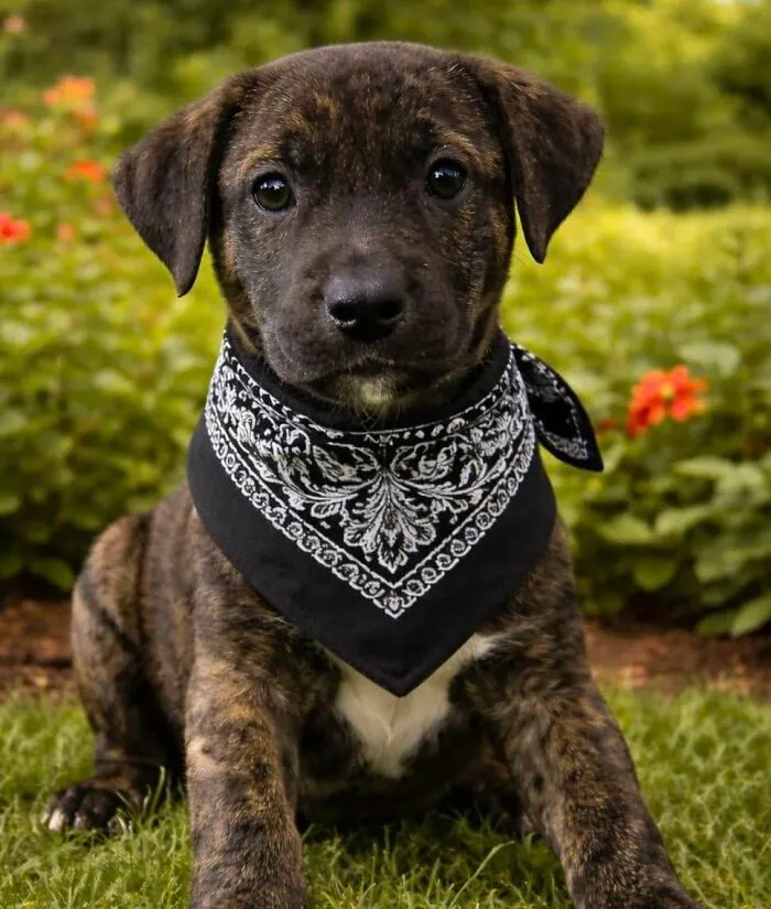 A brindle abandoned puppy wearing a patterned bandana, sitting in the grass with All Sato Rescue.
