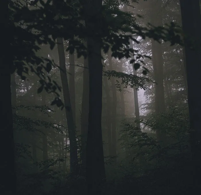 A dark and misty forest shrouded in fog, perfect for eerie Halloween stories.