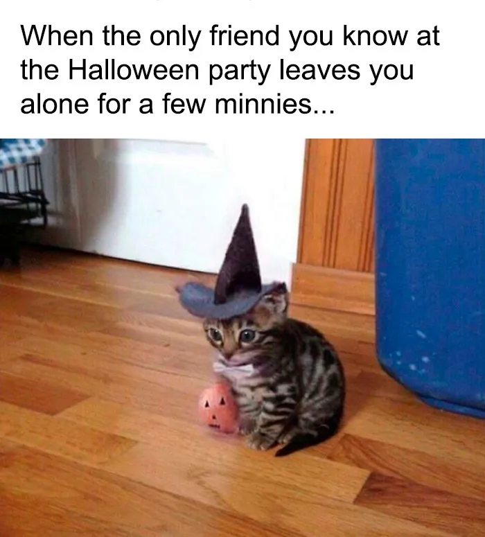 Adorable Halloween memes featuring a tiny kitten wearing a witch hat sitting alone looking sad at a party.