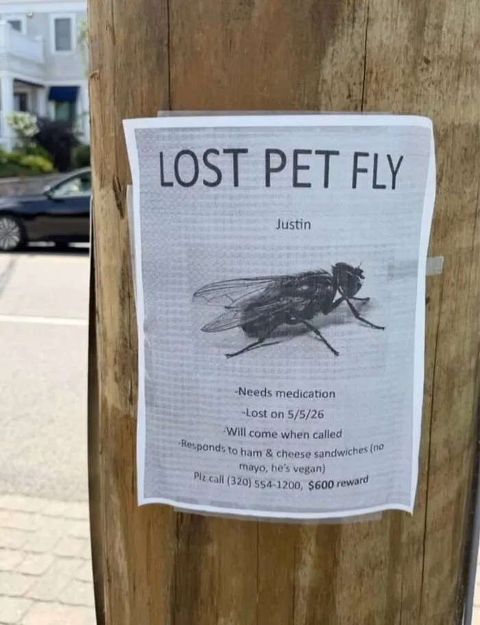 A funny lost pet fly flyer posted on a wooden pole, representing hilarious memes from real life.
