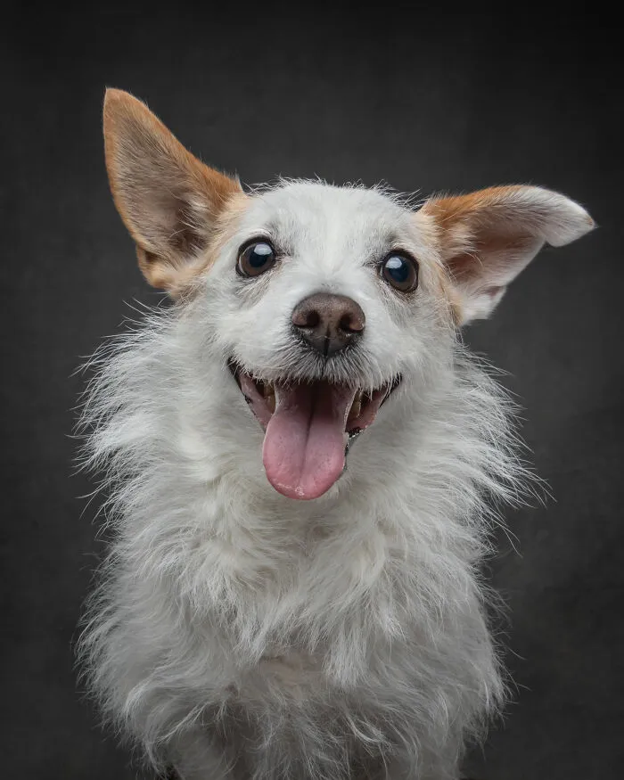 Happy dog with tongue out wearing a joyful expression highlighting dog personalities