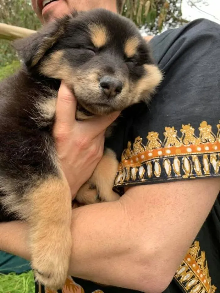 A fluffy black and tan sleeping puppy being gently held in a person's arms outdoors.