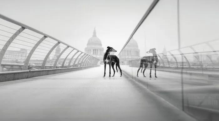 Dog Photography Awards black and white photo of a greyhound on a bridge with its reflection