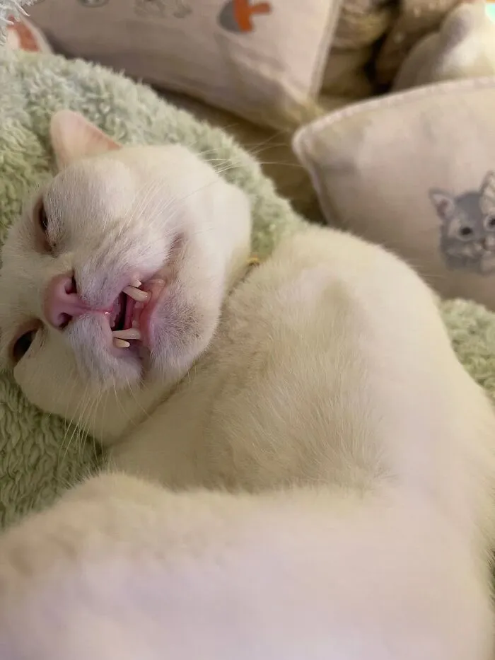 Close-up of a sleeping white cat showing teeth in a hilarious cat pic