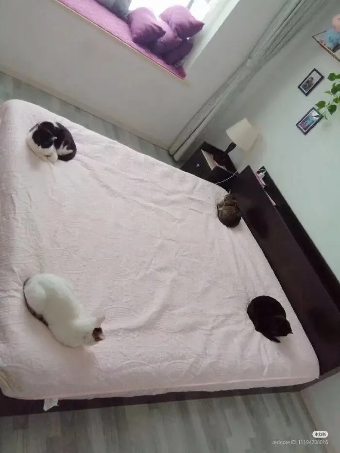 Four cats sleeping on separate corners of a large bed in funny cat pics
