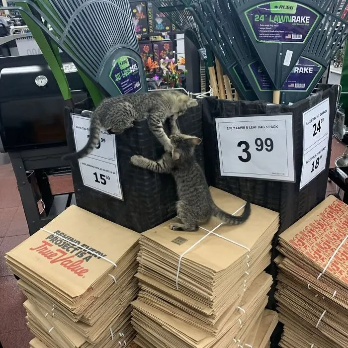 Two playful tabby kittens climbing on store display in purr-fectly timed cat pics