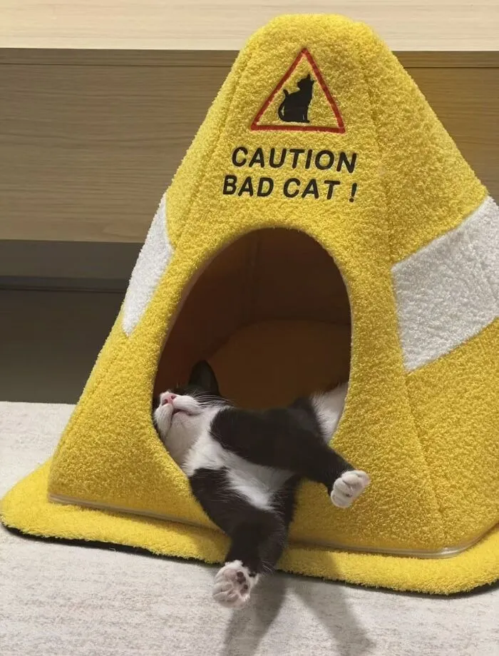 Black and white cat lounging in a caution bad cat tent in a funny cat pic