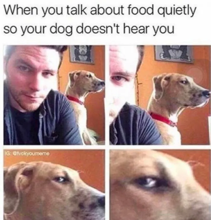 A suspicious looking dog giving a side-eye stare, showcasing funny dog memes.