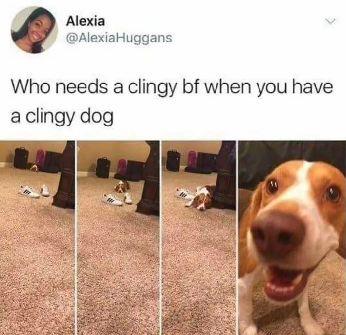 Lovable and entertaining dog sneaking closer to its owner in a series of photos.
