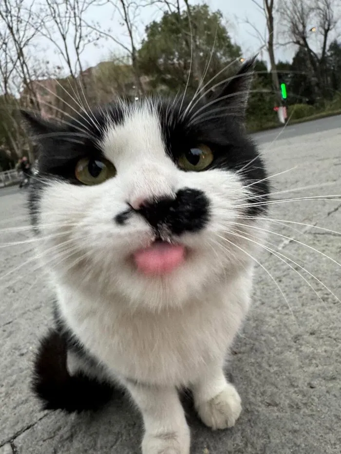 A close-up of a black and white cat sticking its pink tongue out for a purr-fectly timed cat pic.