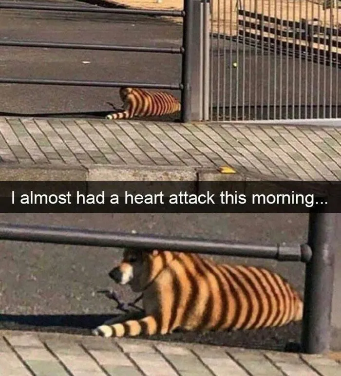 Shiba Inu lying behind a fence looking like a tiger, showing why dogs are so lovable.