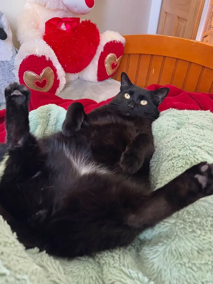 Funny black cat lying on its back on a plush blanket with paws raised.
