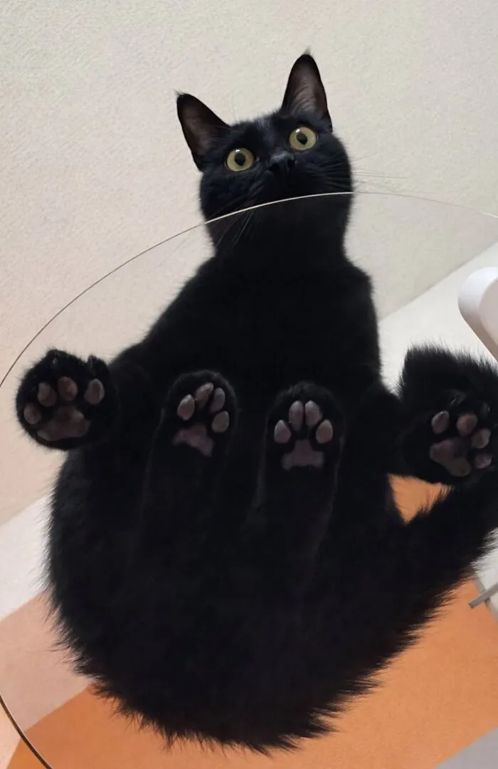 A funny black cat sitting on a glass table showing all four paw pads from underneath.