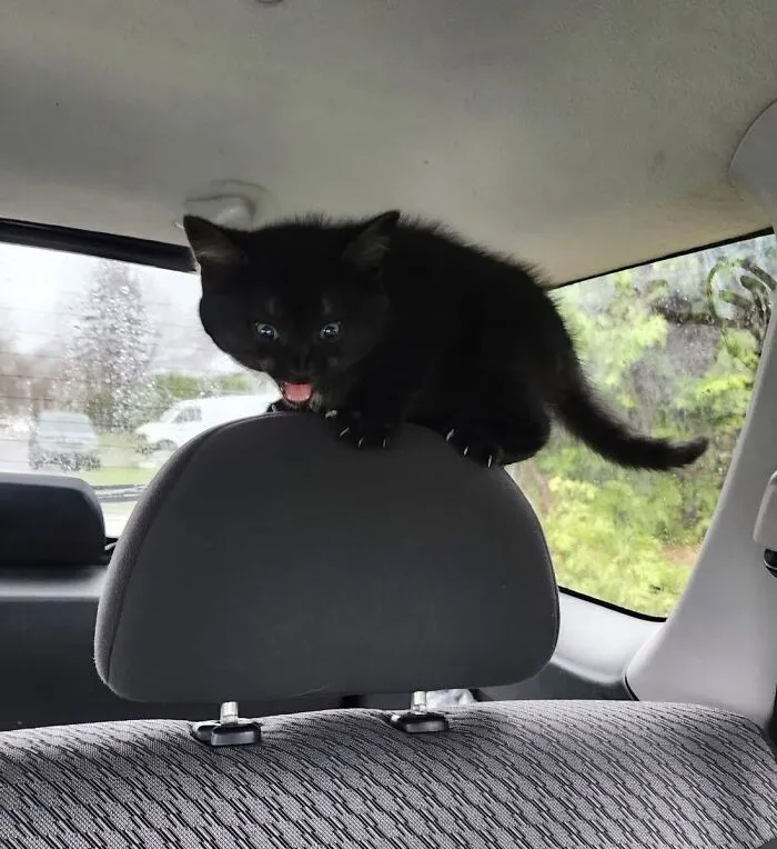 An adorable black cat balancing on top of a car seat headrest with its mouth open.