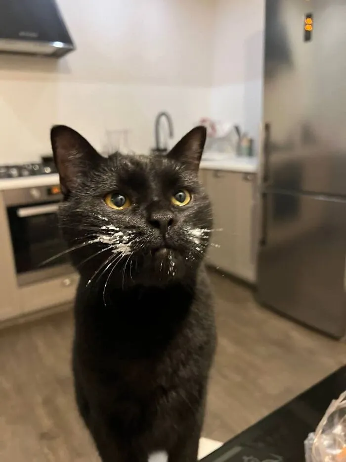 A funny black cat looking up with white powder covering its mouth and whiskers.