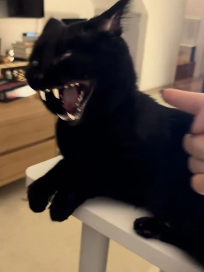 A blurry black cat mid-yawn showing sharp teeth in a funny, purr-fectly timed cat pic.