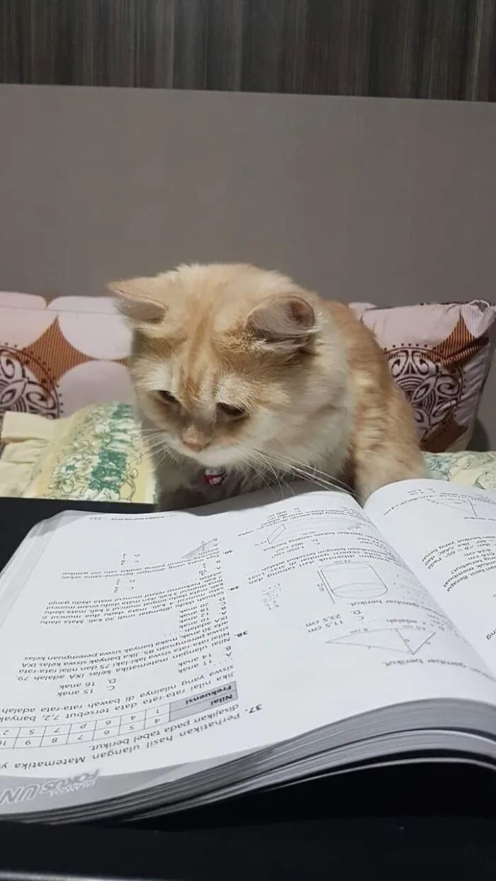 A fluffy beige cat intently reading a open textbook in a purr-fectly timed cat pic.