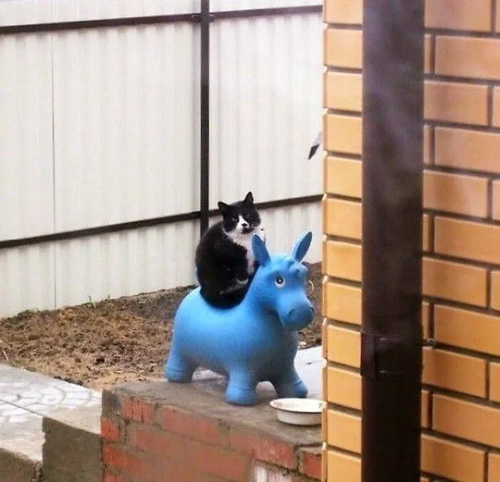A black and white cat sitting on a blue inflatable donkey toy in a purr-fectly timed cat pic.
