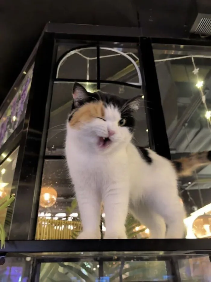 A calico cat winking and making a funny face in this collection of purr-fectly timed cat pics.