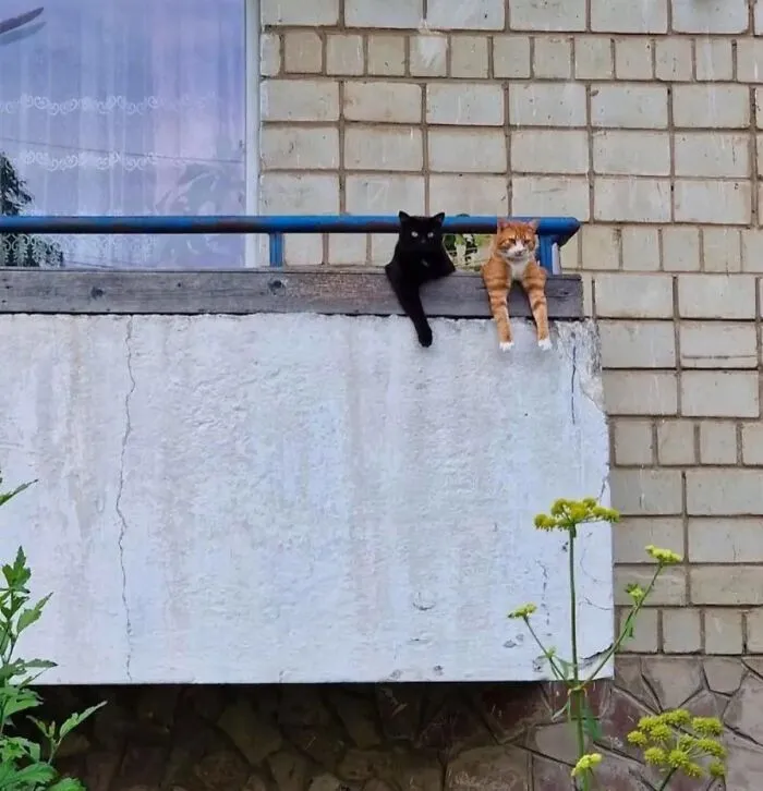 Purr-fectly timed cat pics of a black cat and an orange cat leaning over a balcony ledge together.