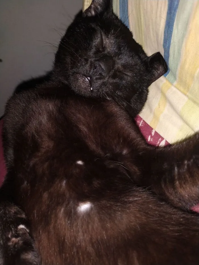 A funny black cat sleeping deeply on a colorful pillow.