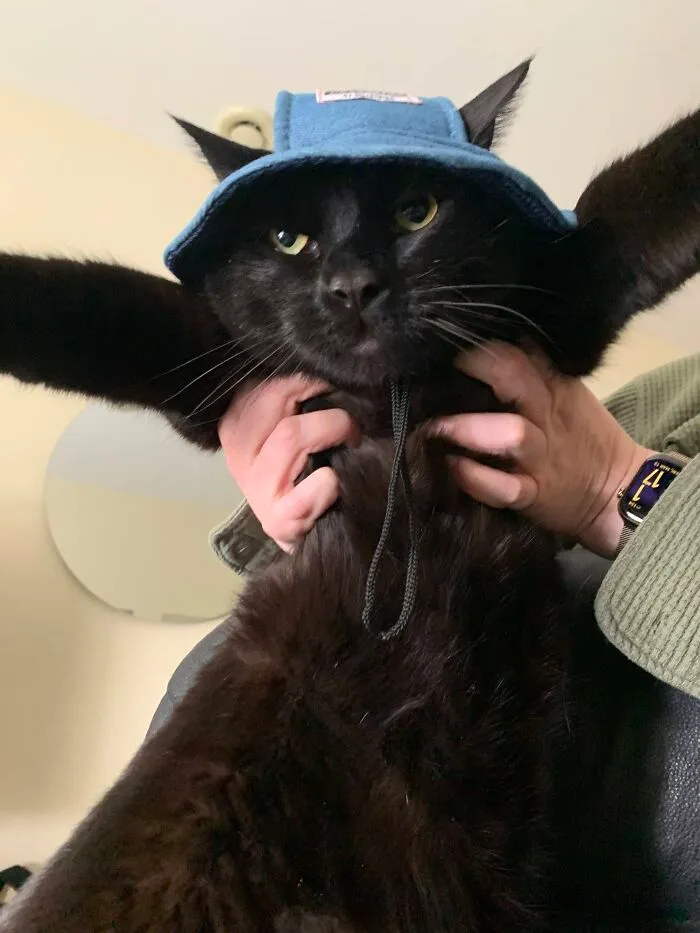 An adorable black cat wearing a blue hat held up by a person.