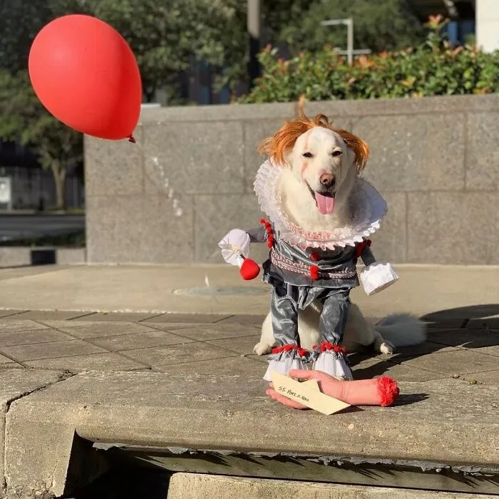 A Pet In A <a href="https://abracadabranyc.com/products/pennywise-walking-dog-pet-costume" rel="noopener noreferrer" target="_blank">Pennywise Costume</a> Lurking At The End Of The Hallway On Halloween Night Is The Kind Of Jumpscare That Makes Guests Question Their Decision To Come Inside