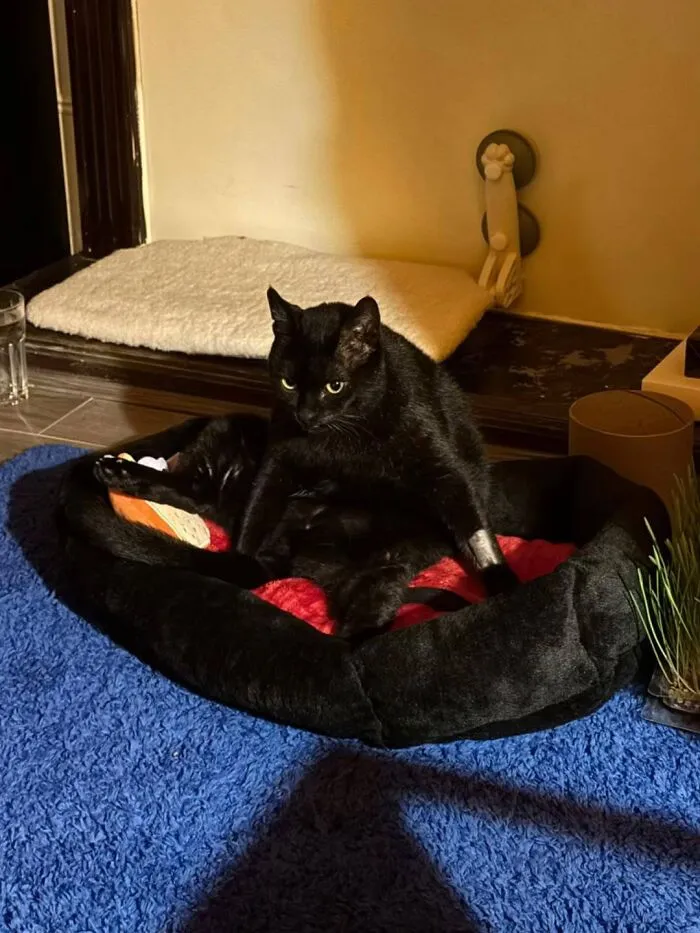 A funny black cat sitting awkwardly in a cozy pet bed.