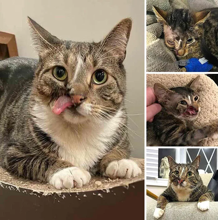A brown tabby rescue cat with a cleft lip showing a resilient journey of cats who found love.