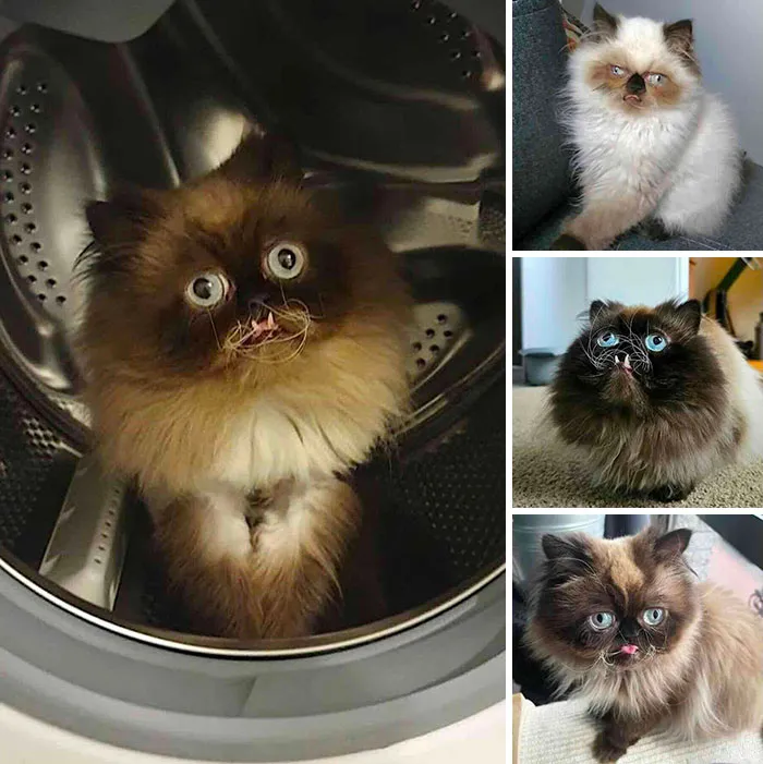 A fluffy Persian cat with unique facial features highlighting inspiring stories of rescued pets.