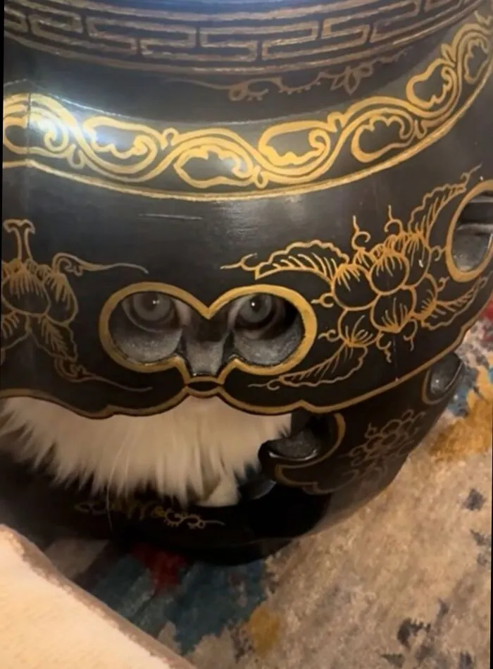 Cat pics of a white feline hiding inside an ornate black and gold vase with eyes peeking through.