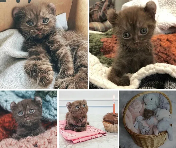 Collage of a unique chocolate brown kitten with curled ears celebrating life after being rescued.