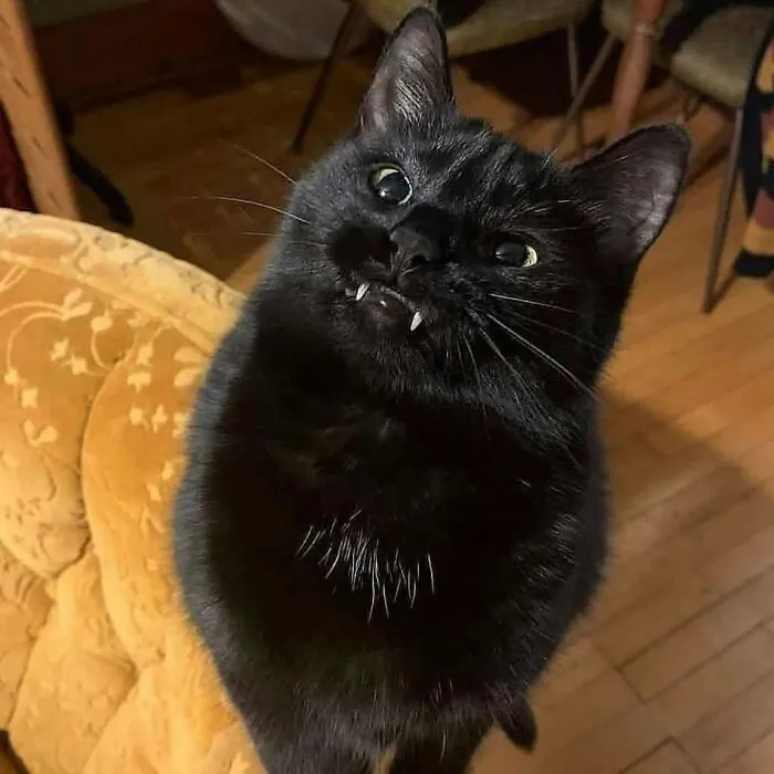 An adorable black cat showing its tiny vampire fangs in a silly expression.