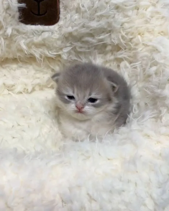 Tiny fluffy grey kitten sitting snugly in a white plush bed in one of these cat pics.