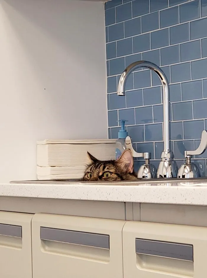 A sneaky cat peering over the edge of a kitchen sink, showing how family photos with cats can go wrong.