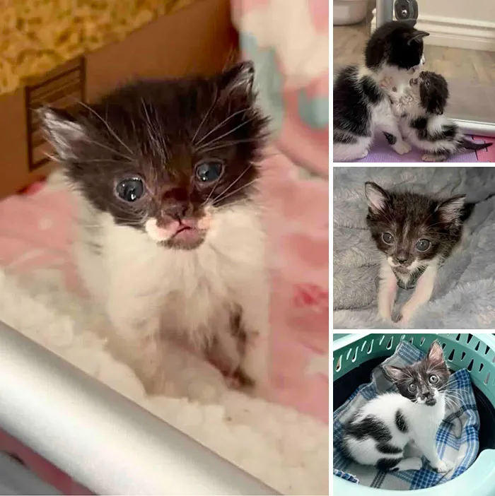 Collage of a small black and white rescue kitten thriving after difficult beginnings.